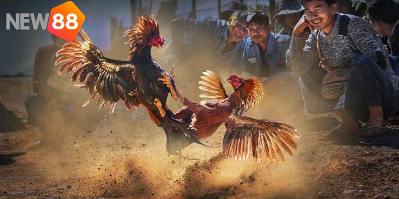 Đá gà Thomo với nhiều trận hấp dẫn cùng kèo cược thú vị
