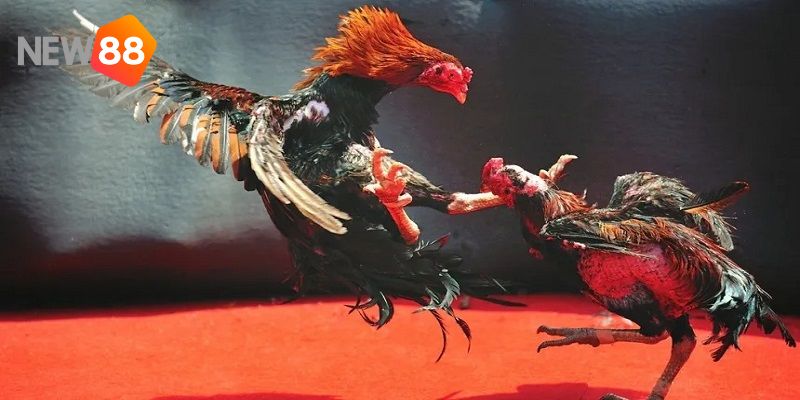 Tìm hiểu đôi nét thông tin về trực tiếp đá gà