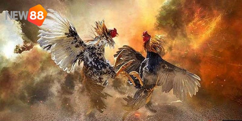 Ưu điểm mà trực tiếp đá gà NEW88 đem lại